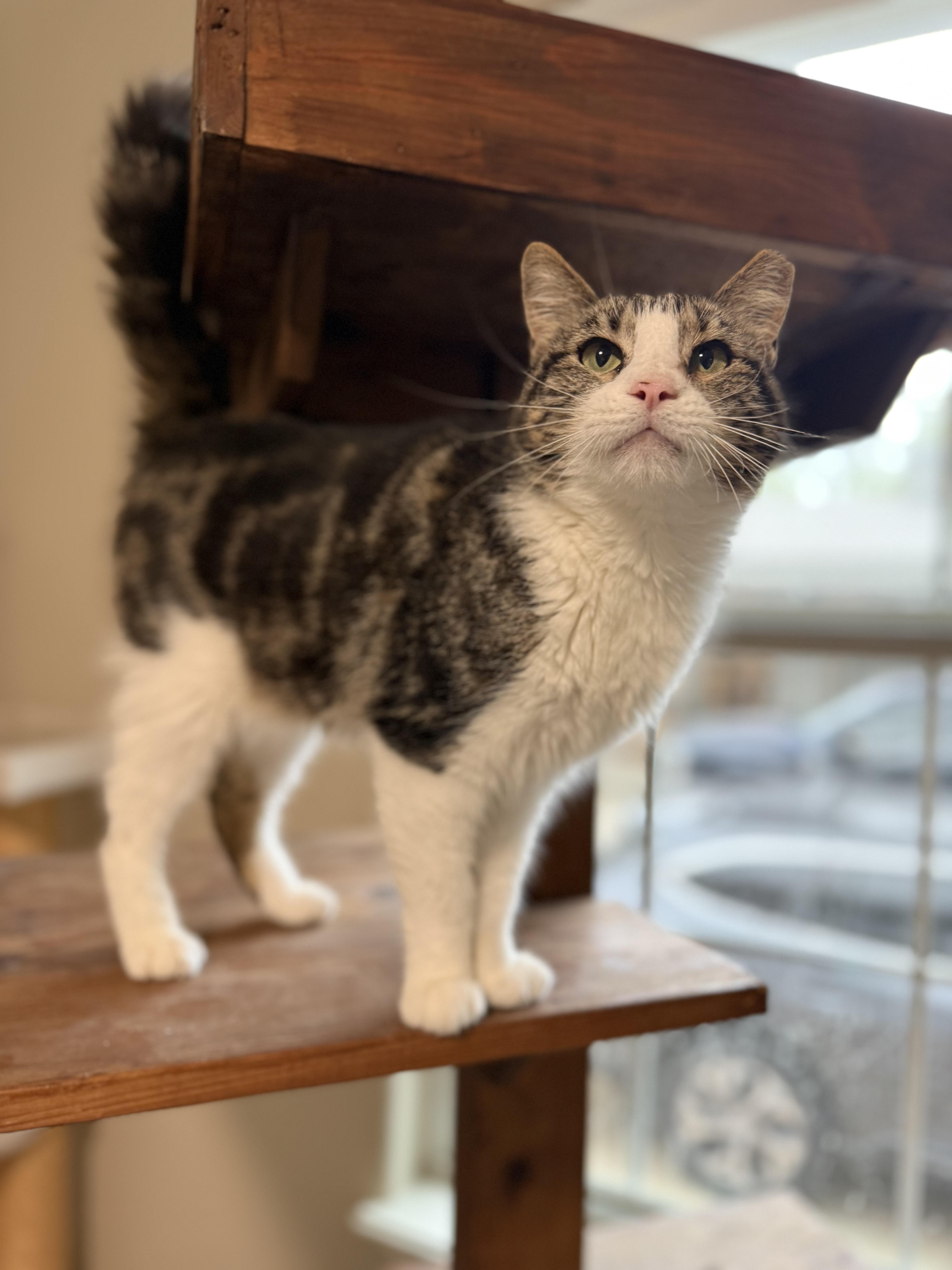 Enlarge Cheese, an adopted Domestic Short Hair in Kent, WA image 5/6
