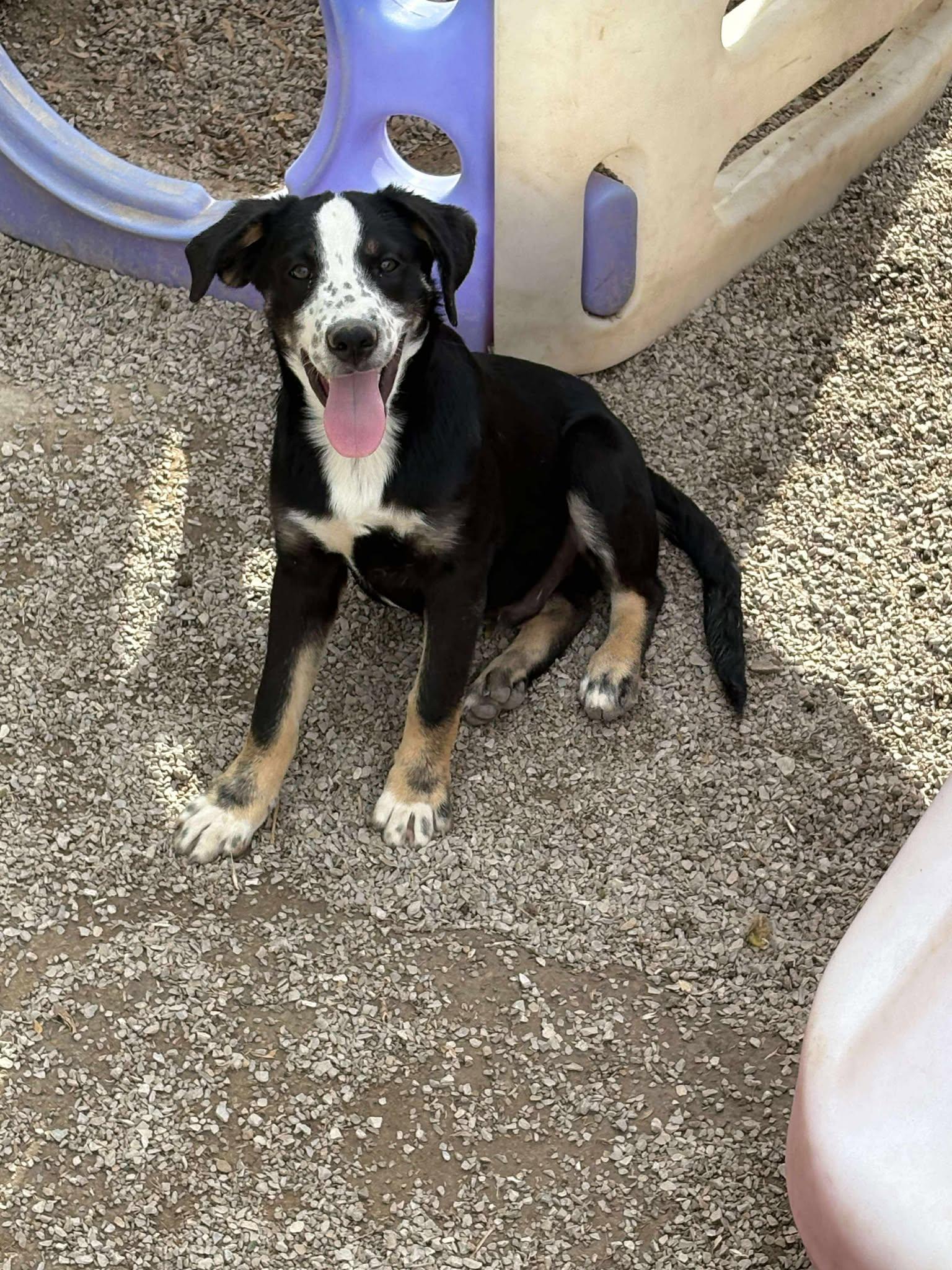 Enlarge Travis, a Adoptable mixed breed in Midway, UT image 1/3