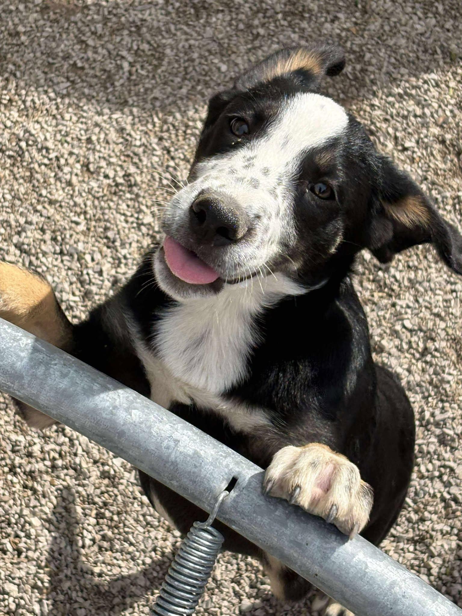 Enlarge Travis, a Adoptable mixed breed in Midway, UT image 2/3