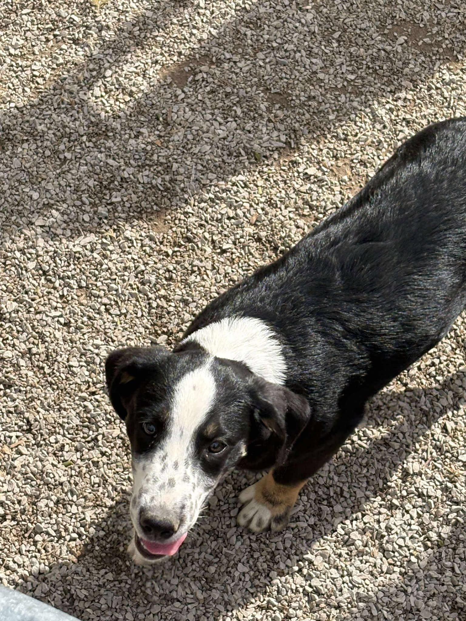 Enlarge Travis, a Adoptable mixed breed in Midway, UT image 3/3