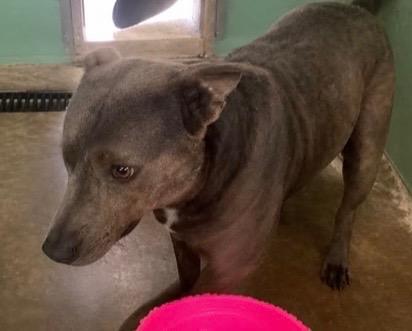 Eillie Mae - Bella, Adoptable, Young Female Mixed Breed.