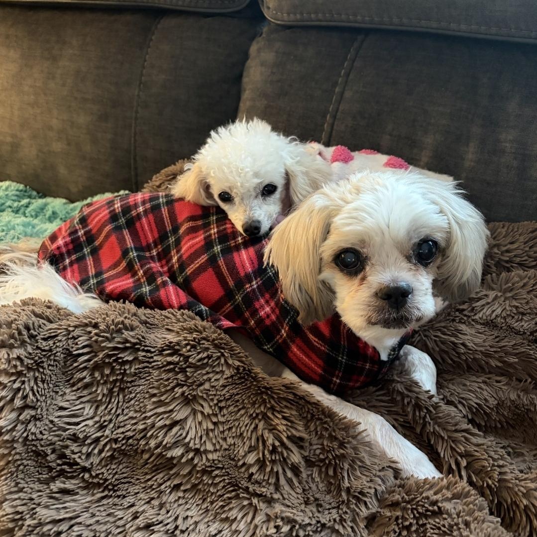 Bonded- Jasper and Chloe, a ADOPTABLE mixed breed in Sequim, WA image 1/3