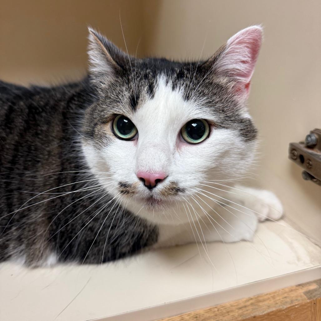 Donut, ADOPTABLE, Adult Male Domestic Short Hair.