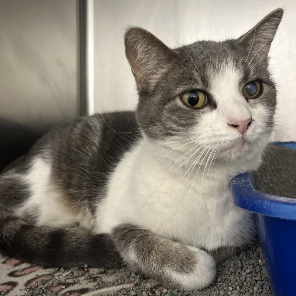 Casey, a Adoptable Domestic Short Hair in Evansville, IN image 1/2