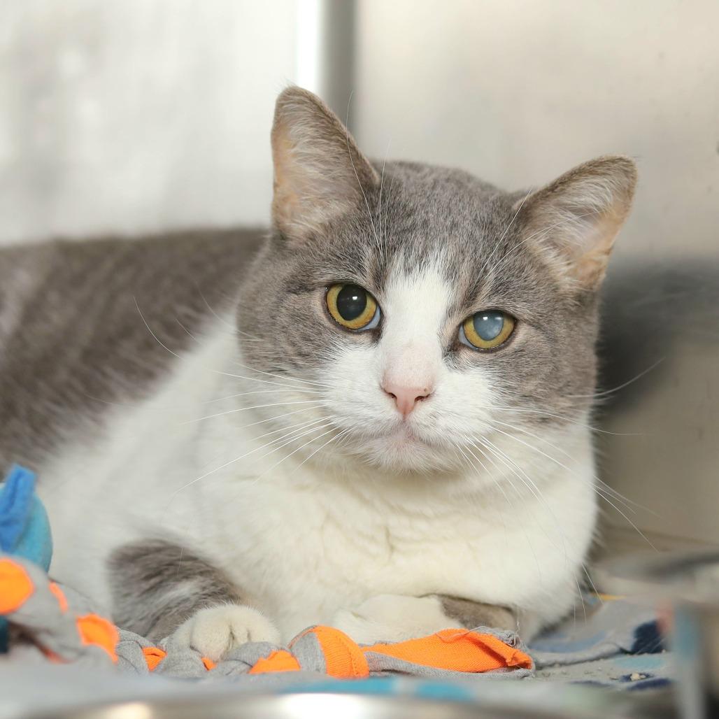 Casey, a Adoptable Domestic Short Hair in Evansville, IN image 2/2