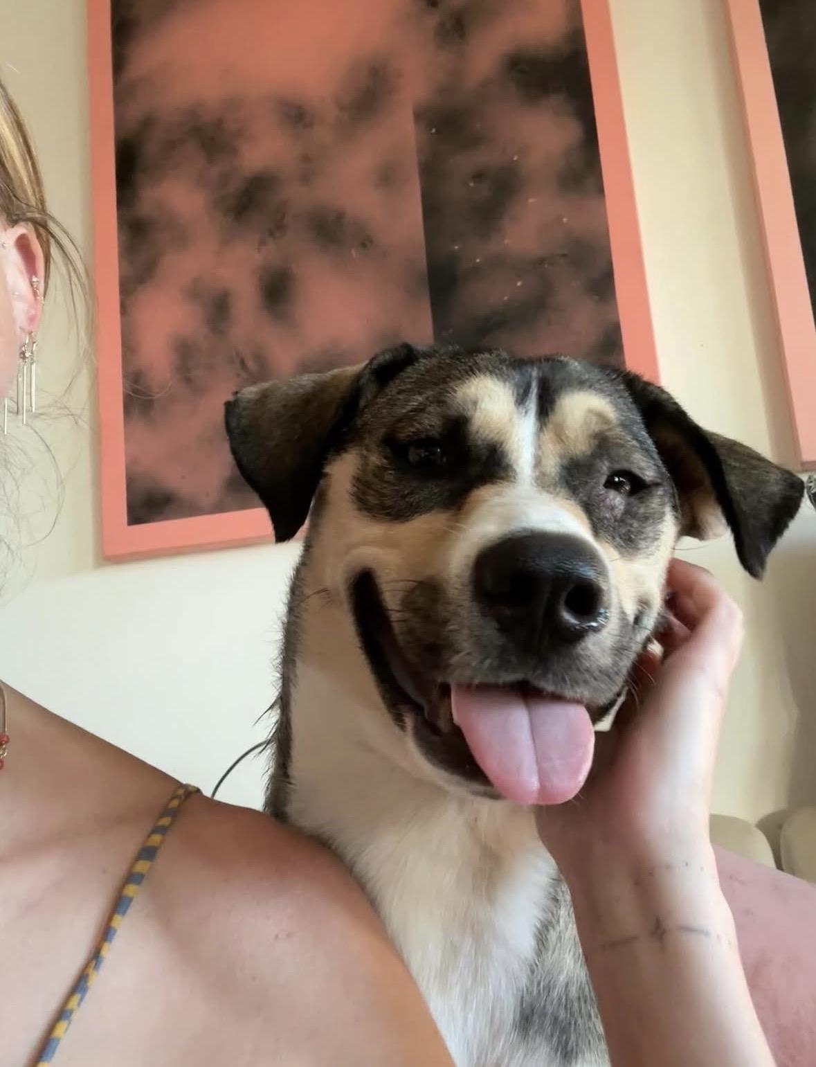 Enlarge Nutella, a ADOPTABLE mixed breed in Pasadena, CA image 5/5