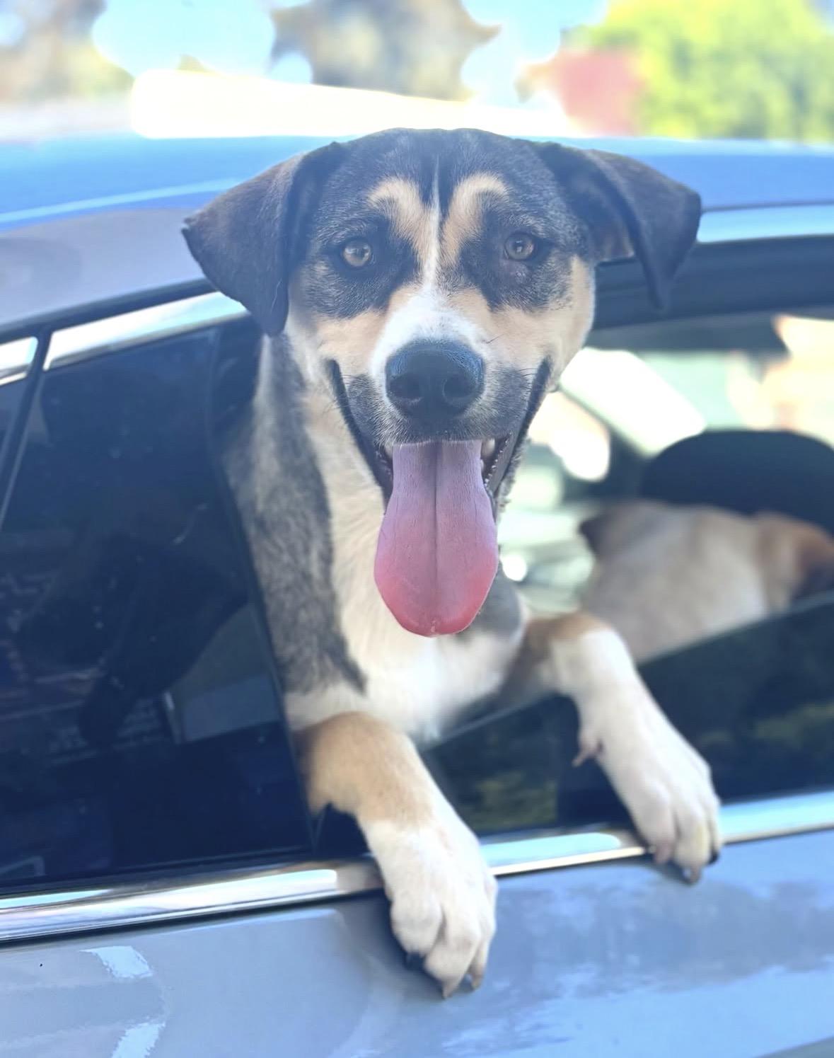 Enlarge Nutella, a ADOPTABLE mixed breed in Pasadena, CA image 1/5