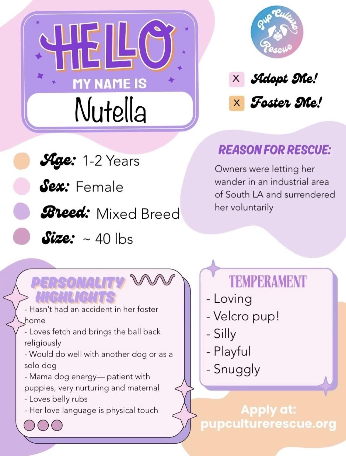 Enlarge Nutella, a ADOPTABLE mixed breed in Pasadena, CA image 2/5