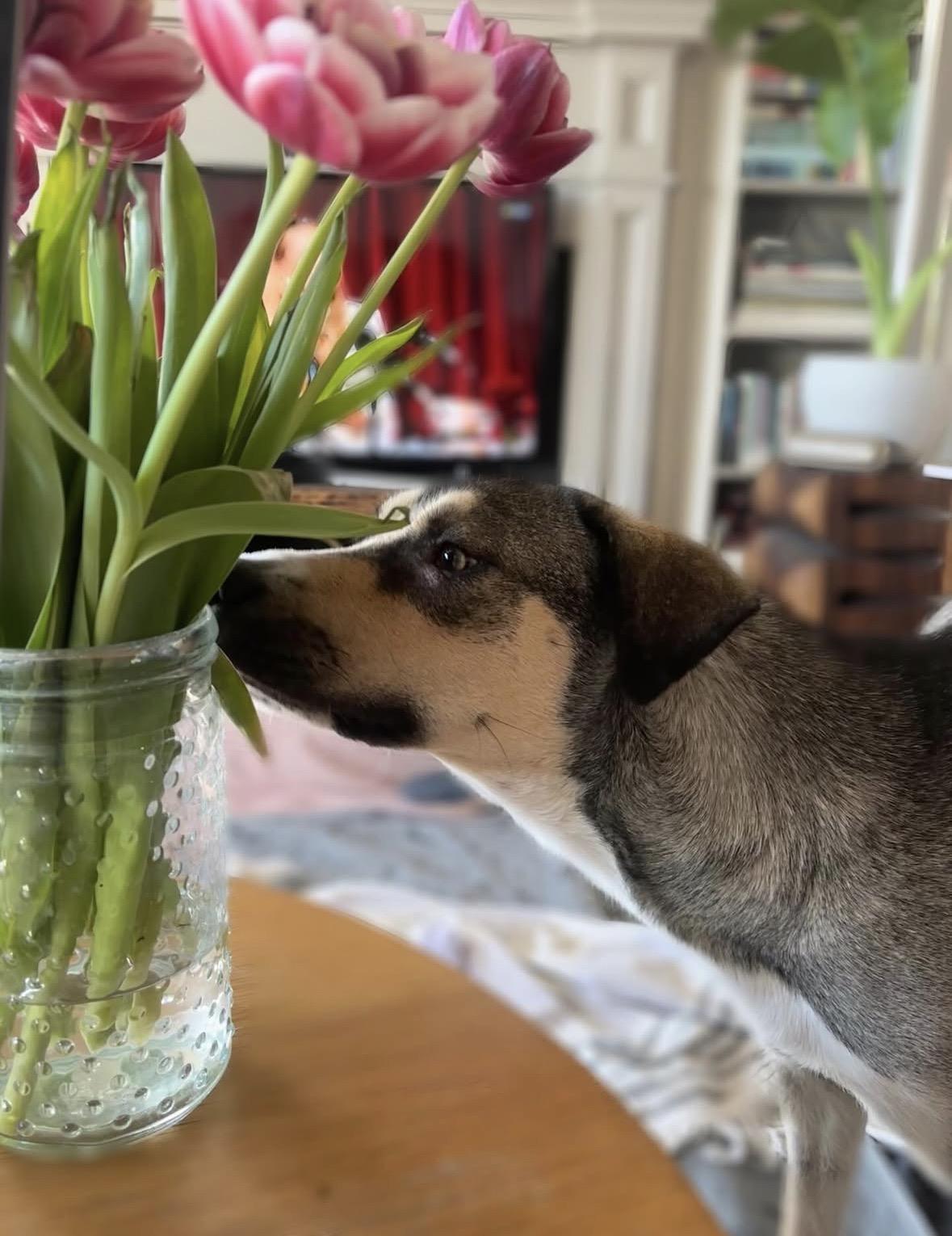 Enlarge Nutella, a ADOPTABLE mixed breed in Pasadena, CA image 4/5