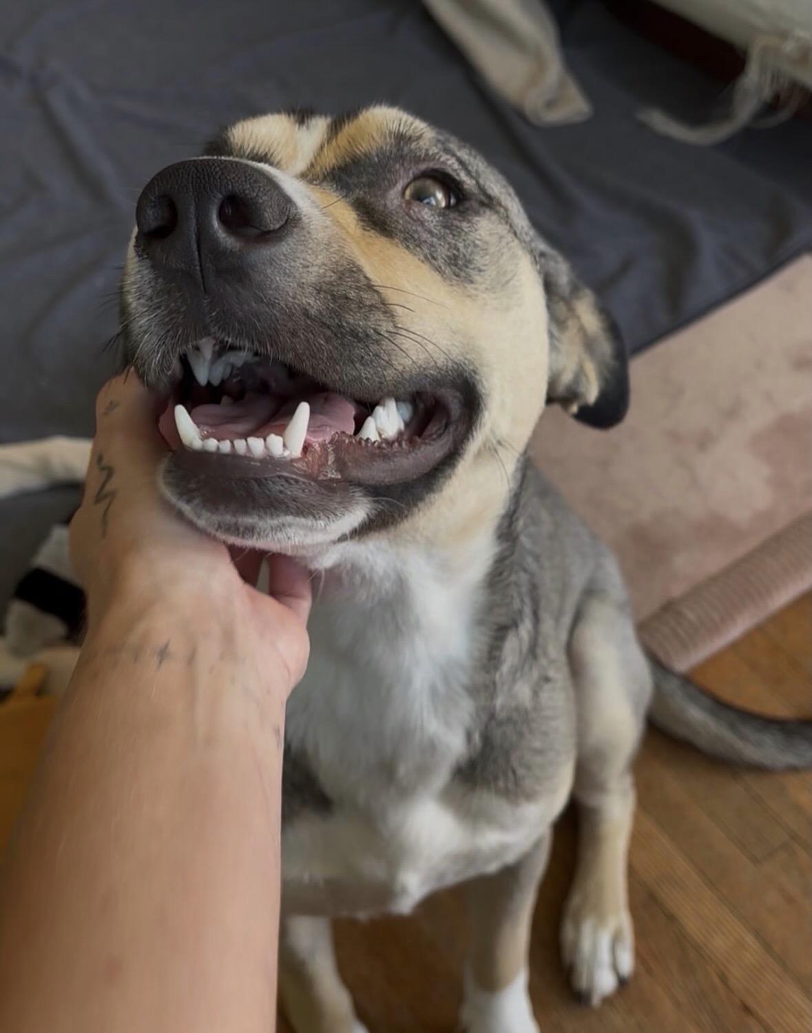 Enlarge Nutella, a ADOPTABLE mixed breed in Pasadena, CA image 3/5