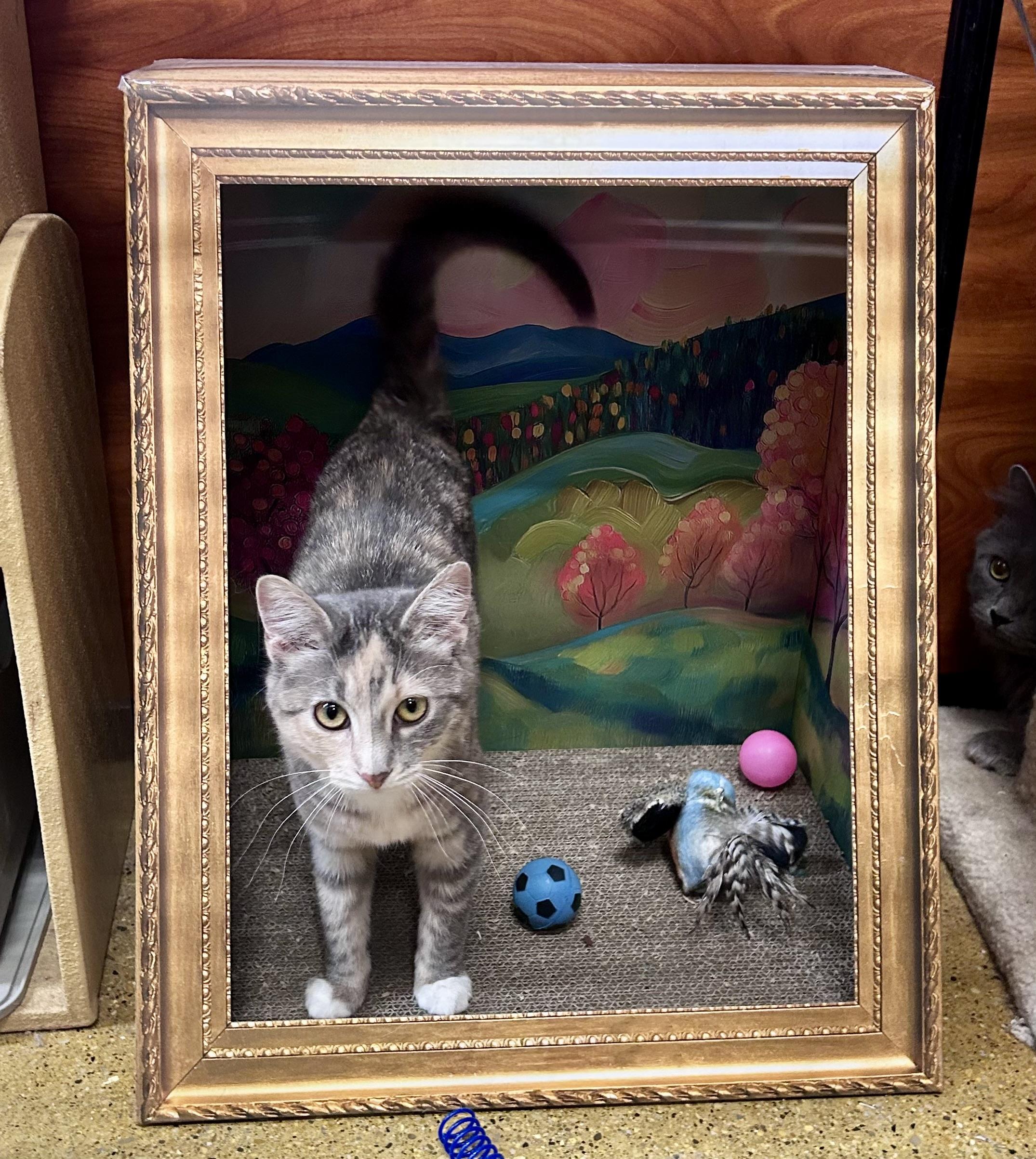 Gilly, adopted, Kitten Female Domestic Short Hair.