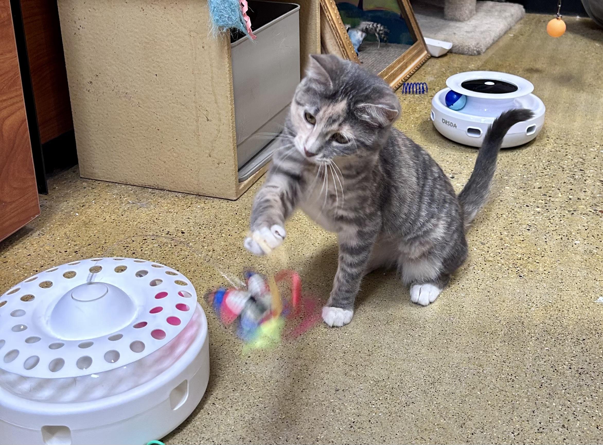 Gilly, an adopted Domestic Short Hair in Vernon Hills, IL image 2/3