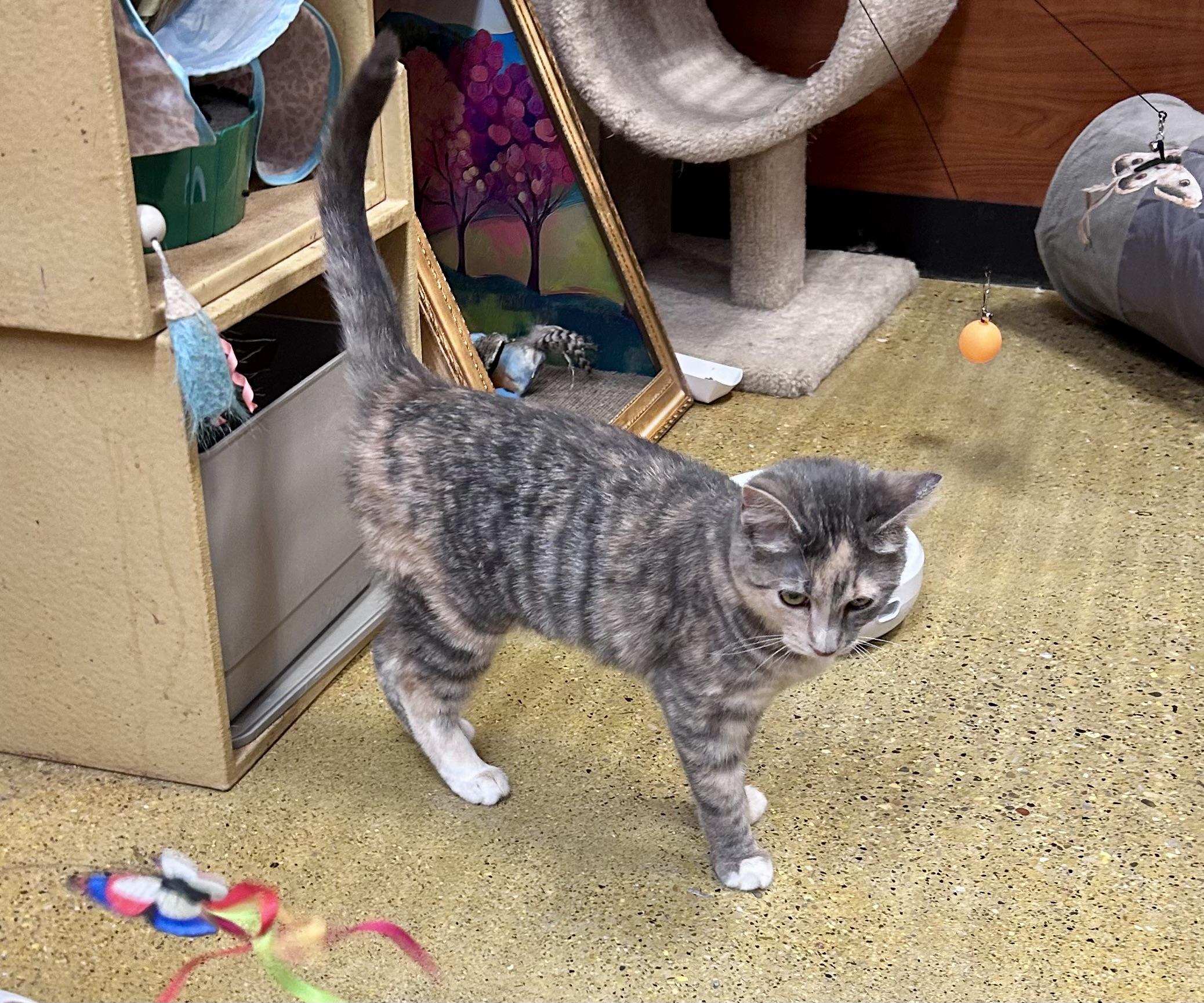 Gilly, an adopted Domestic Short Hair in Vernon Hills, IL image 3/3