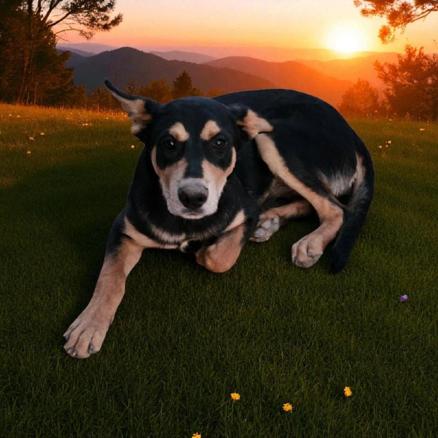 Enlarge Shorty, a Adoptable mixed breed in Bozeman, MT image 3/5