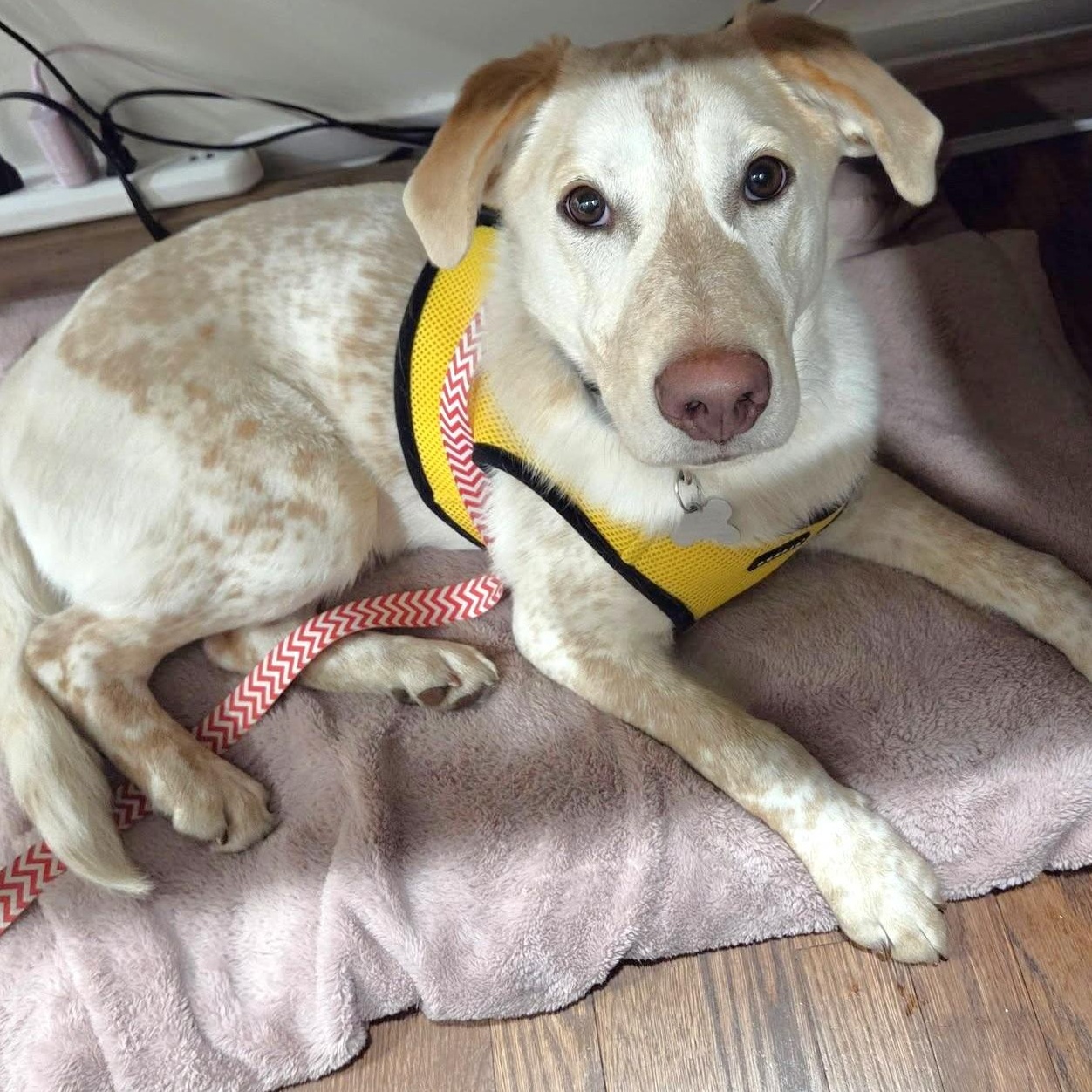 Dolittle, adoptable, Puppy Male Retriever & Mixed Breed.