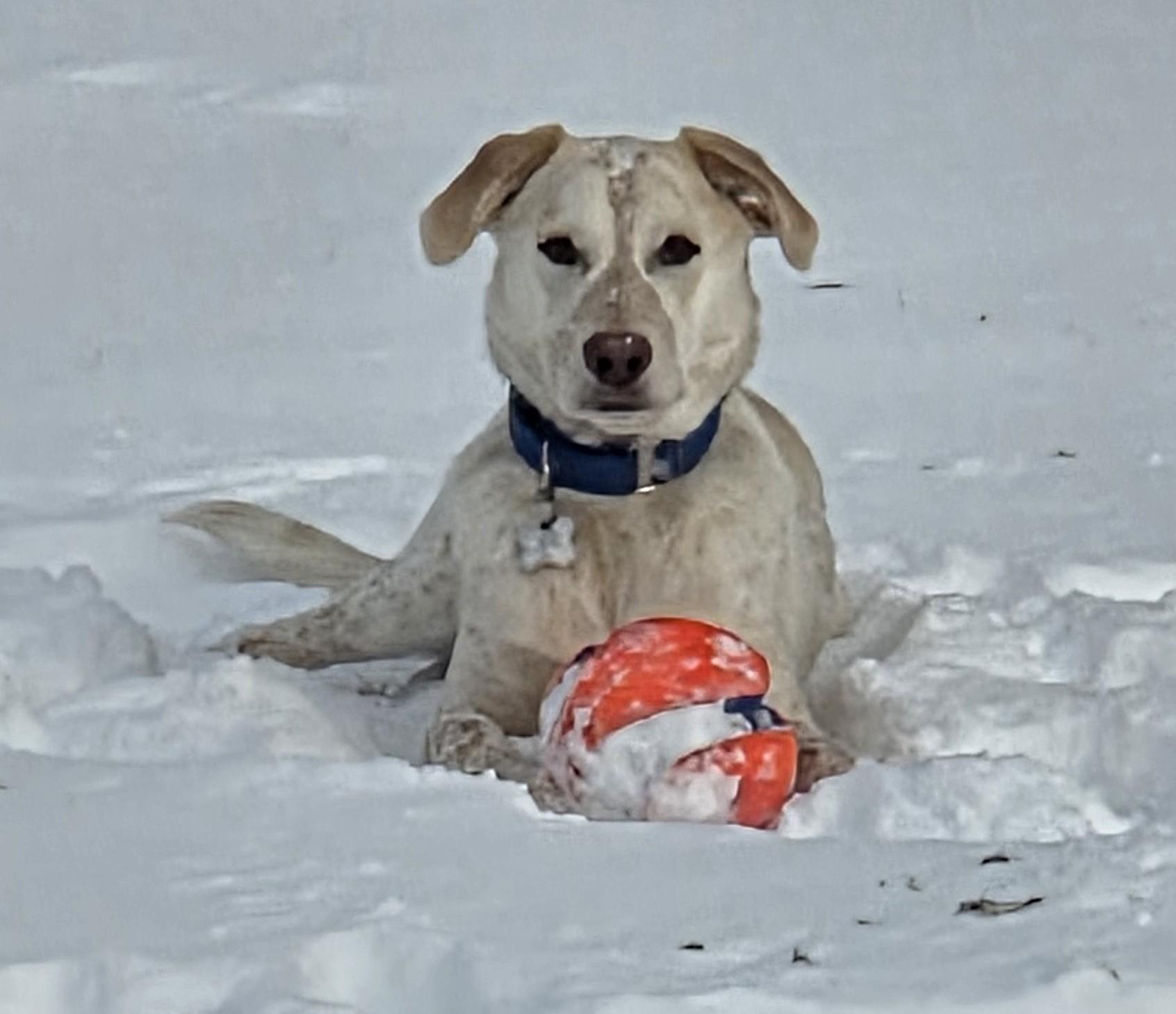 Enlarge Dolittle, an adoptable mixed breed in Palatine, IL image 3/5