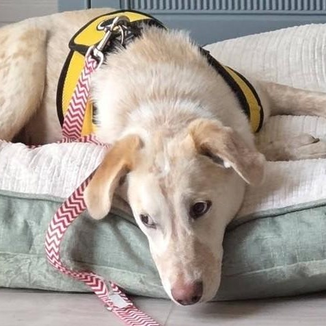 Enlarge Dolittle, an adoptable mixed breed in Palatine, IL image 2/5