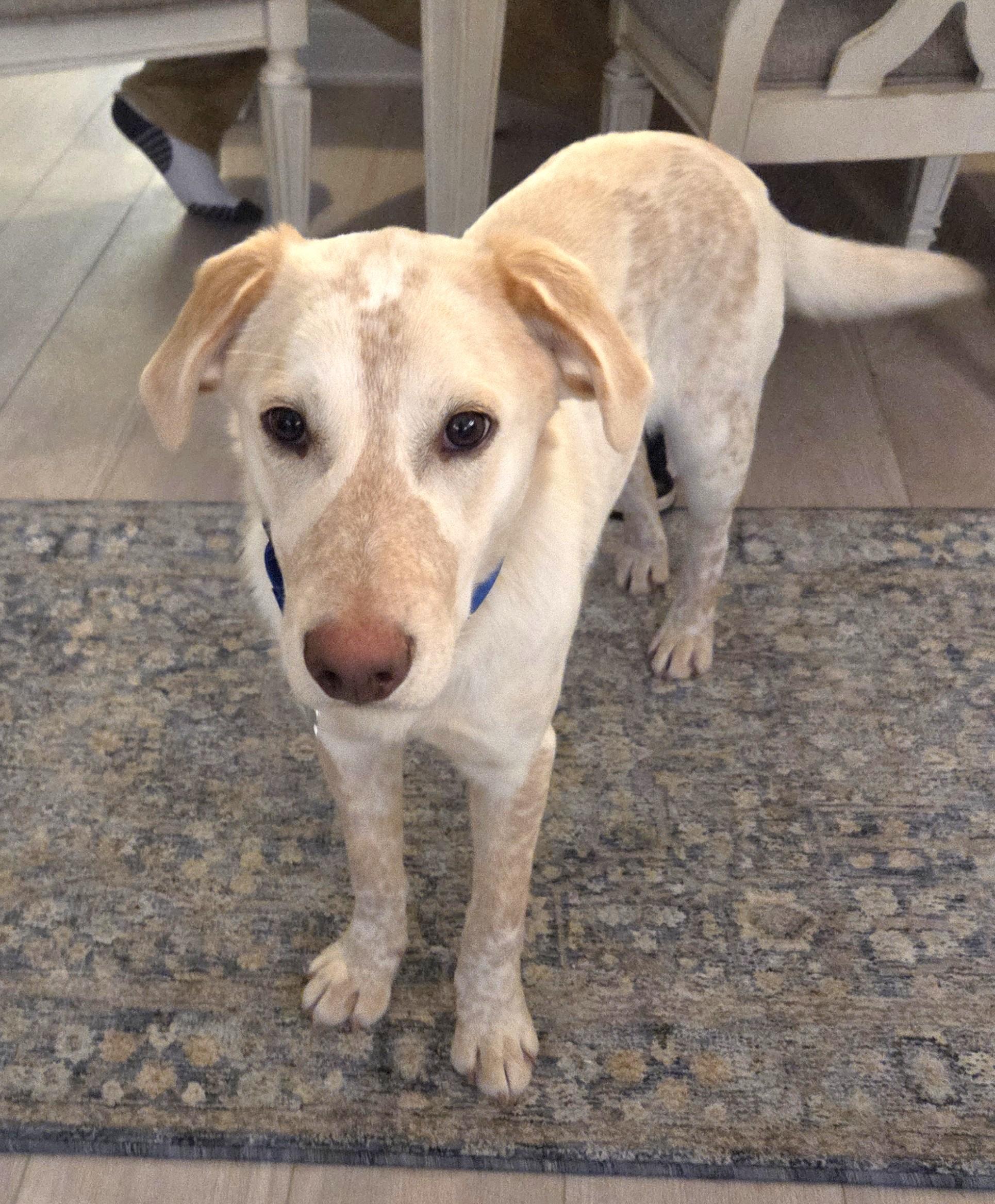 Enlarge Dolittle, an adoptable mixed breed in Palatine, IL image 4/5