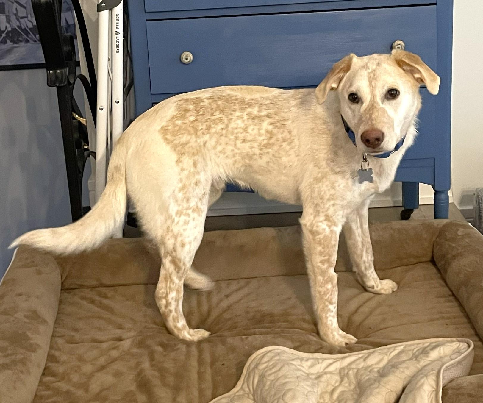 Enlarge Dolittle, an adoptable mixed breed in Palatine, IL image 5/5