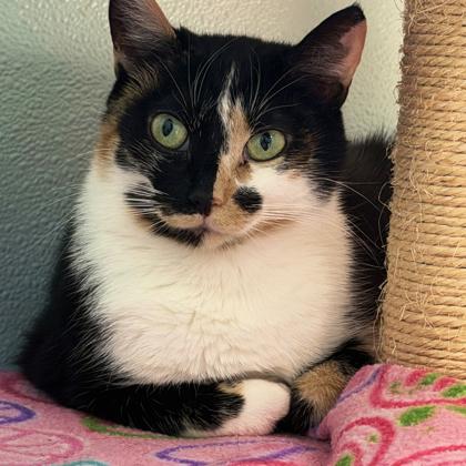 Enlarge Cessna, a Adoptable mixed breed in Erin, ON image 1/1