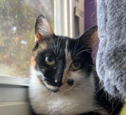 Cessna, Adoptable, Young Female Domestic Short Hair & Domestic Short Hair.