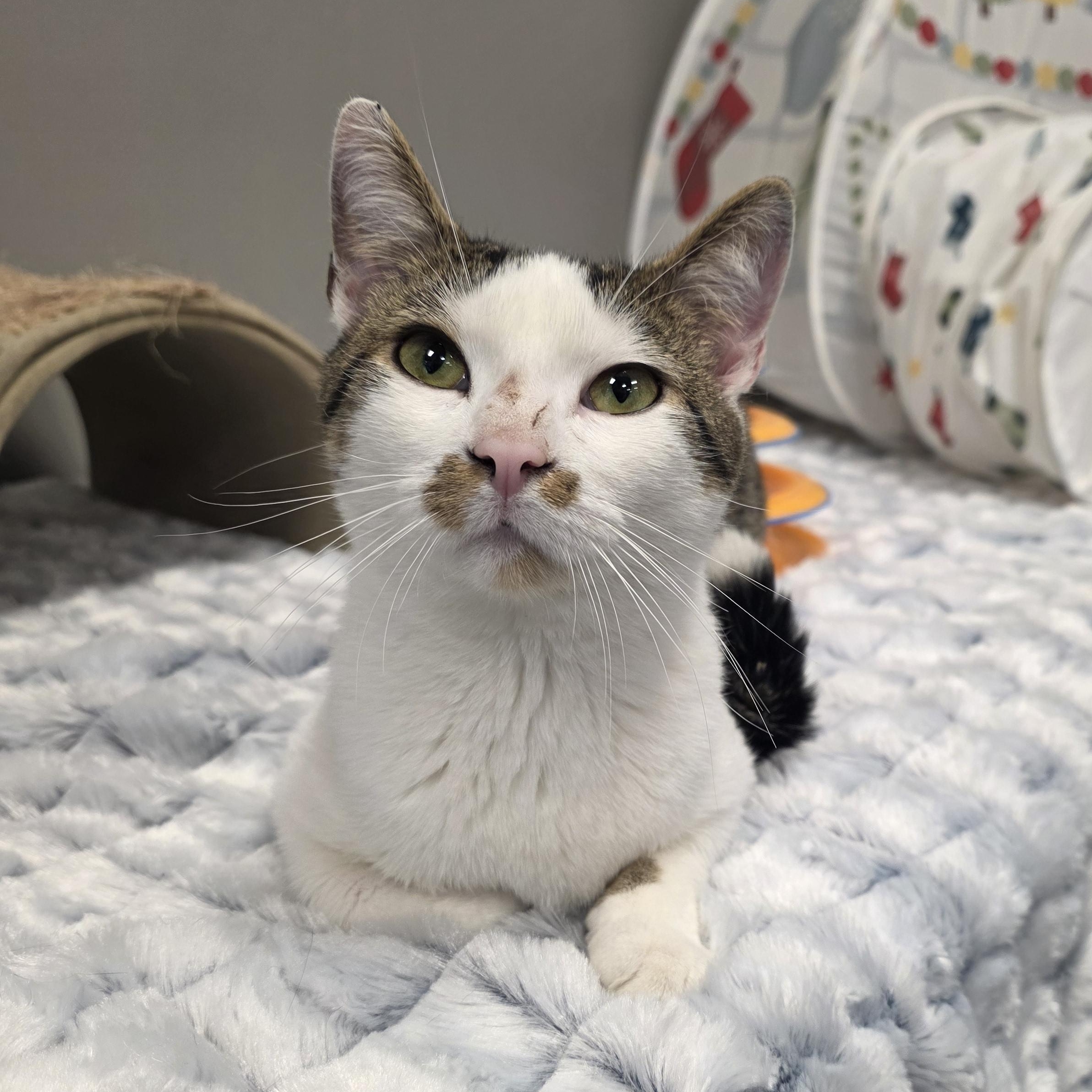 Alex, ADOPTABLE, Young Male Domestic Short Hair.