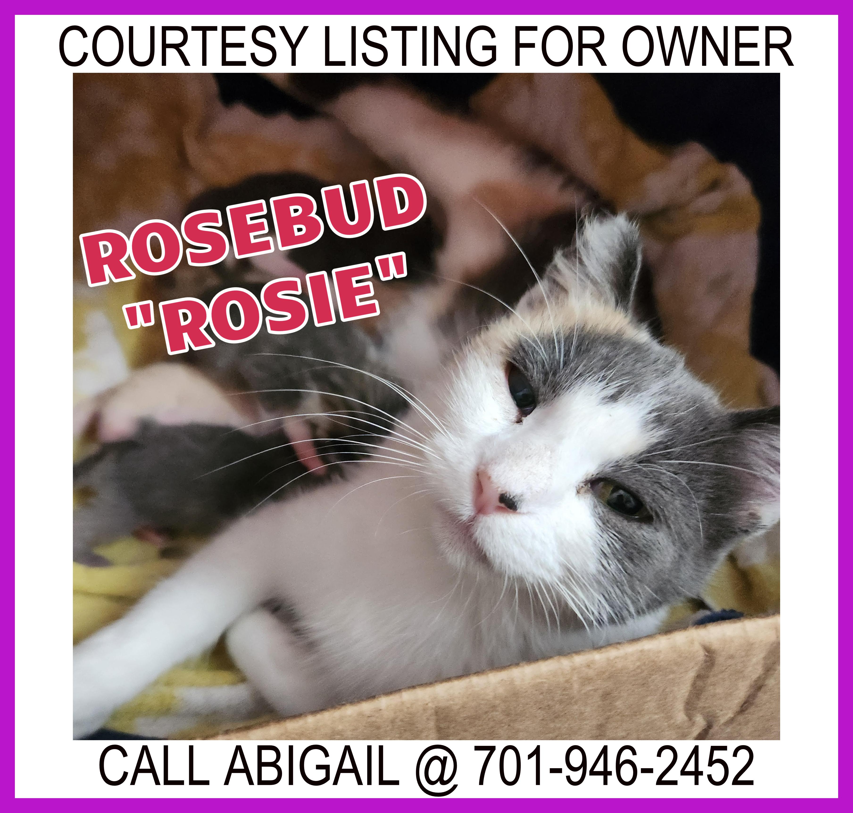 Rosebud "Rosie" - COURTESY LISTING FOR OWNER, ADOPTABLE, Adult Female Domestic Short Hair.