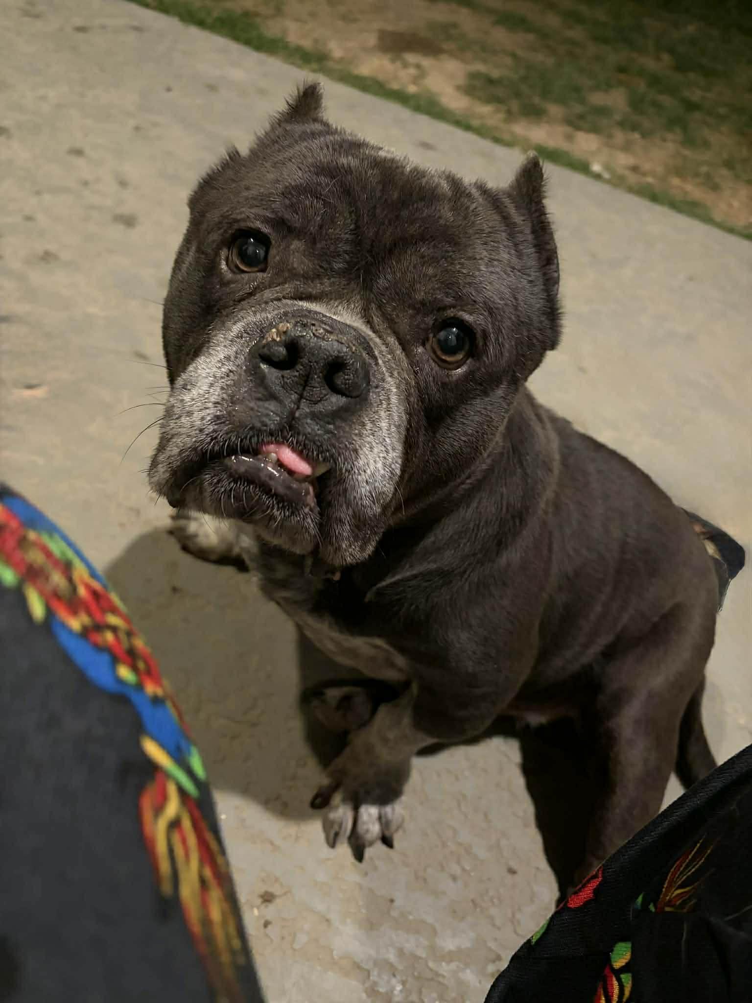 Bruno , an adoptable mixed breed in Des Moines, IA image 5/5