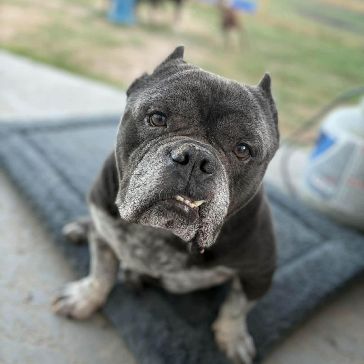 Bruno , adoptable, Adult Male American Bully.
