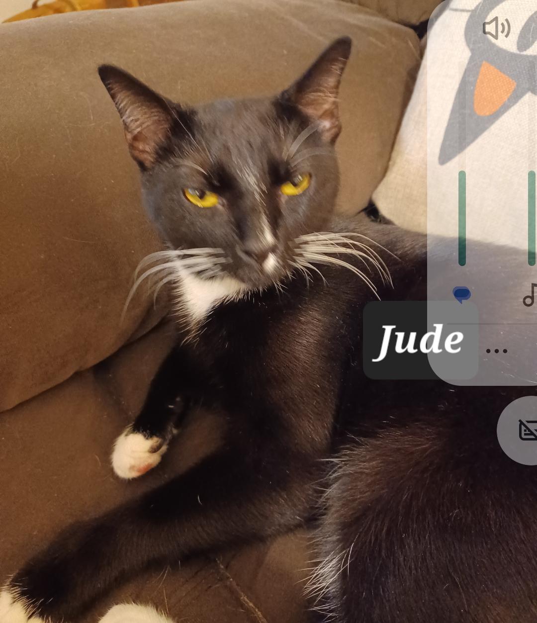 Jude - Freedom Farm, Young Male Domestic Short Hair