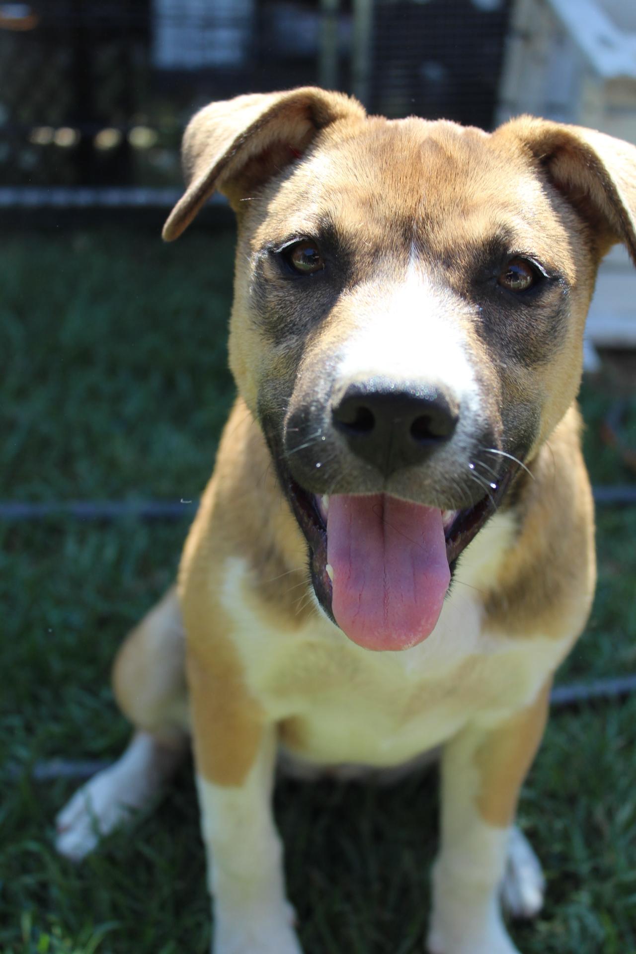 Louise, Adopted, Puppy Female German Shepherd Dog.