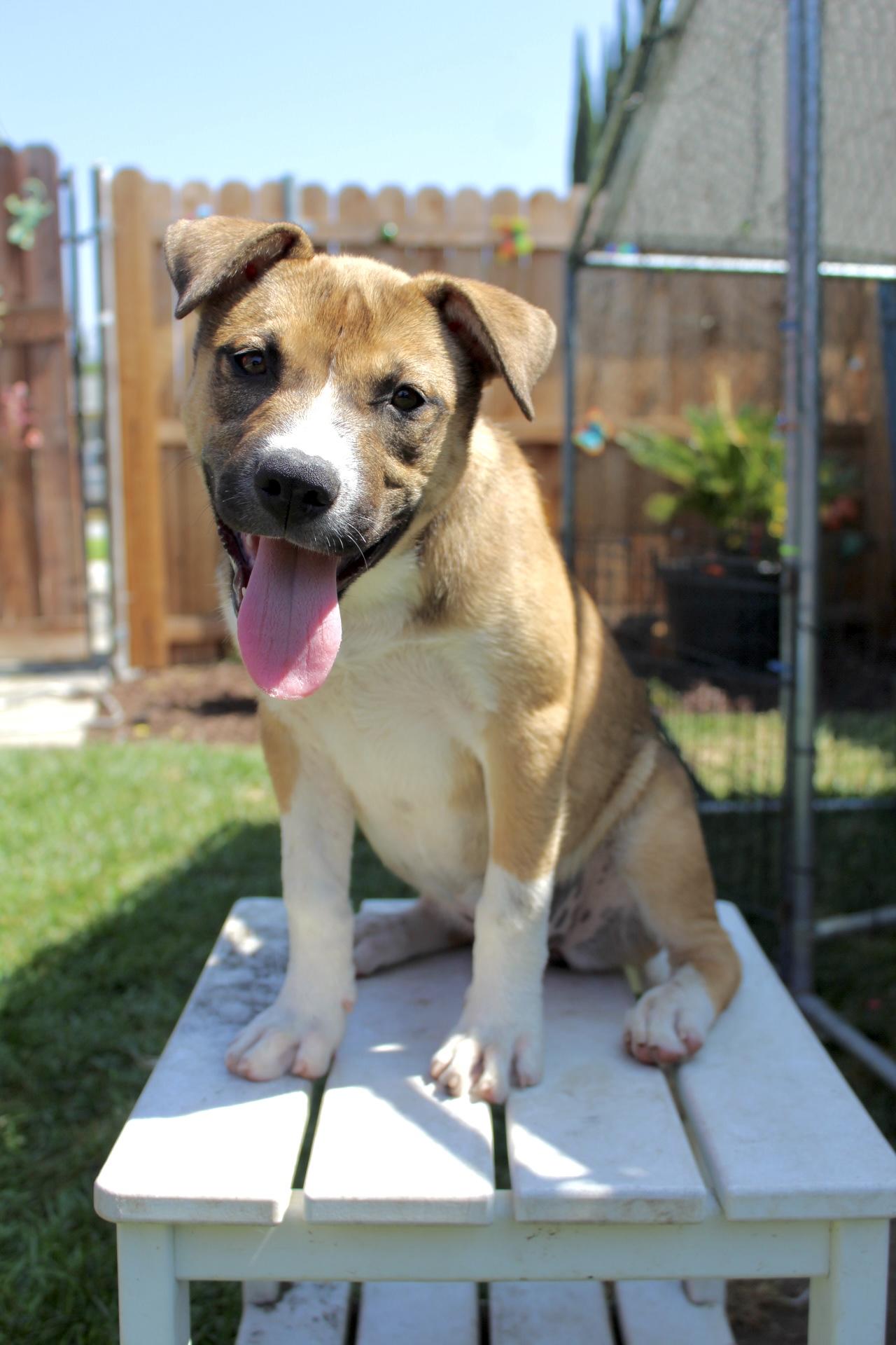 Louise, a Adopted mixed breed image 2/4