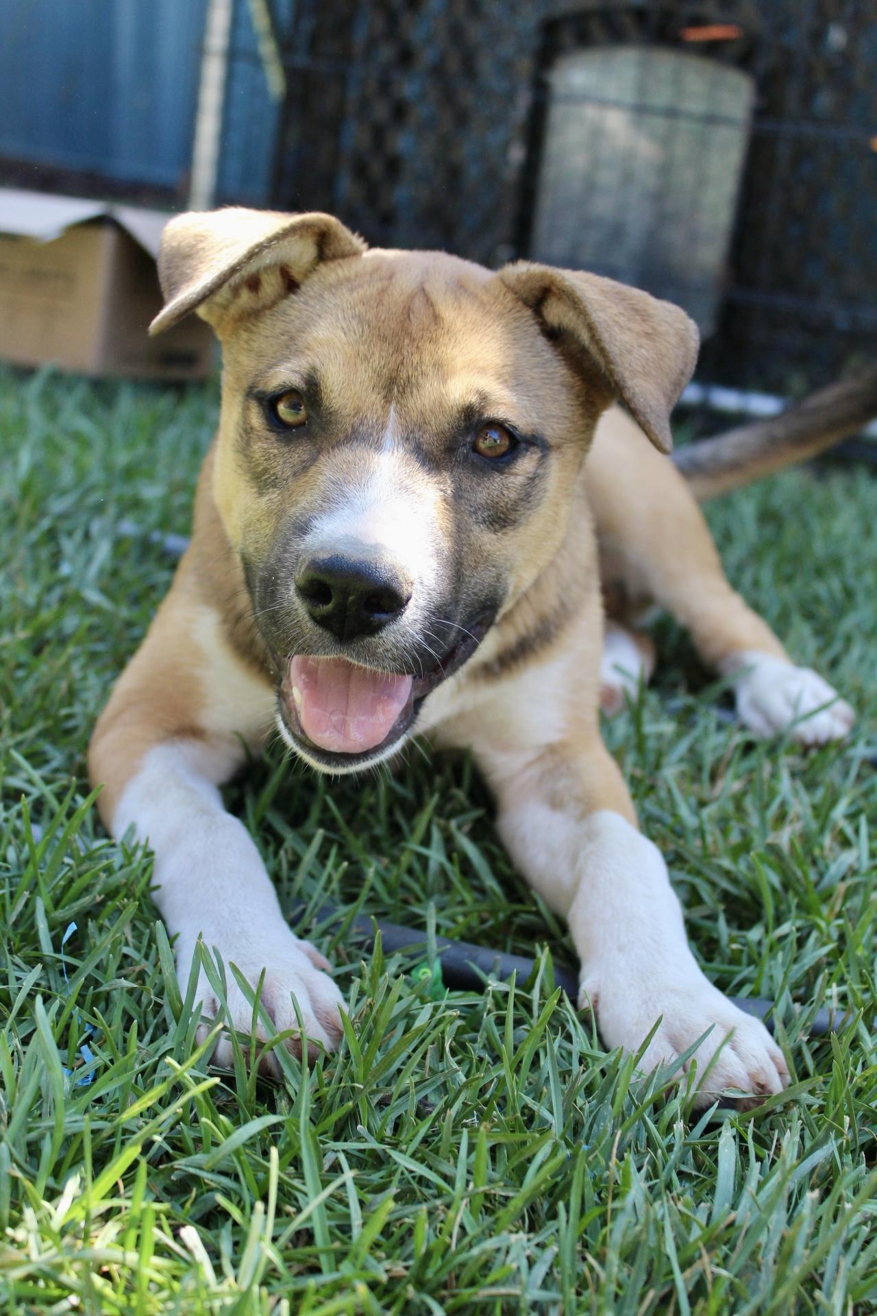 Louise, a Adopted mixed breed image 3/4