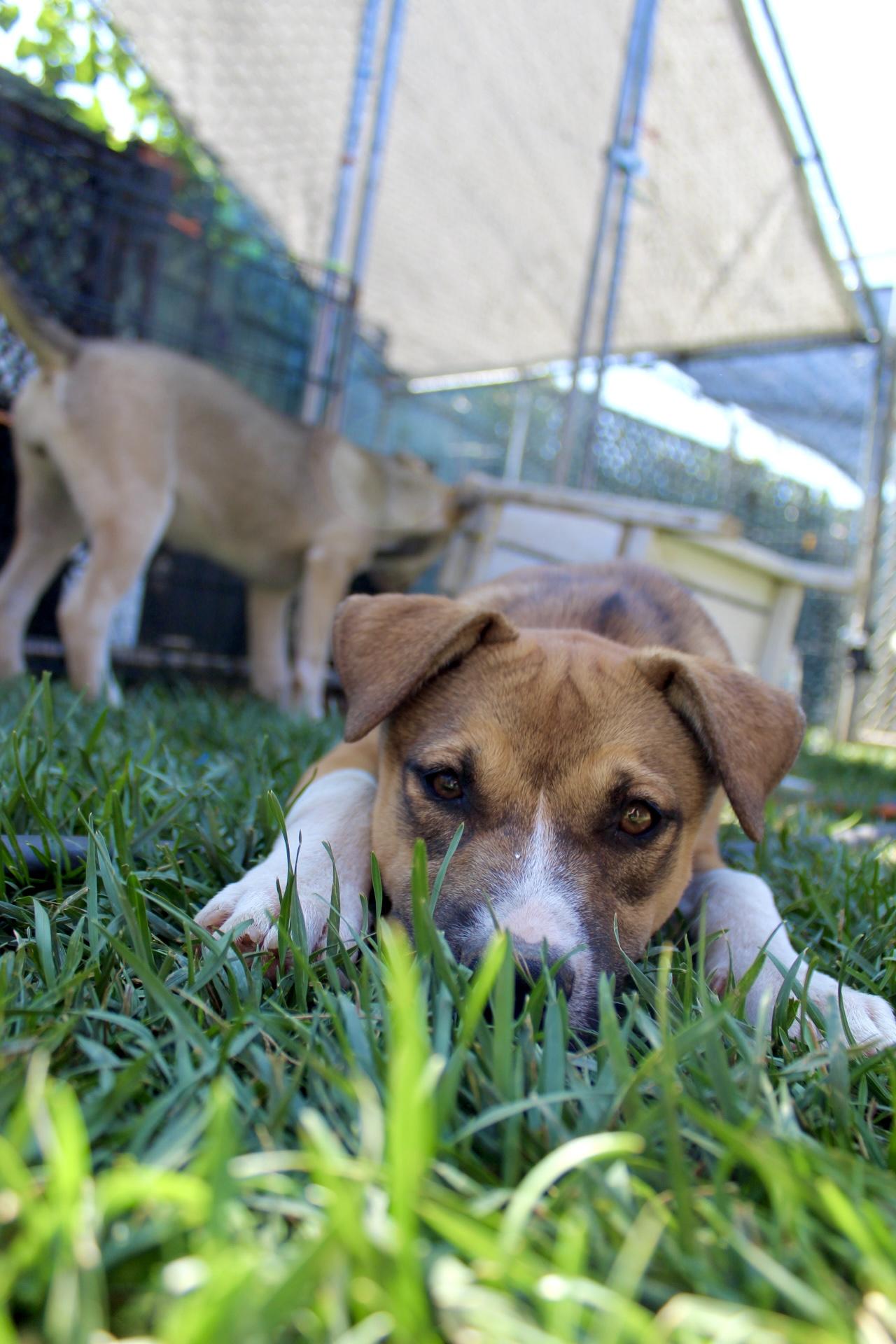 Louise, a Adopted mixed breed image 4/4