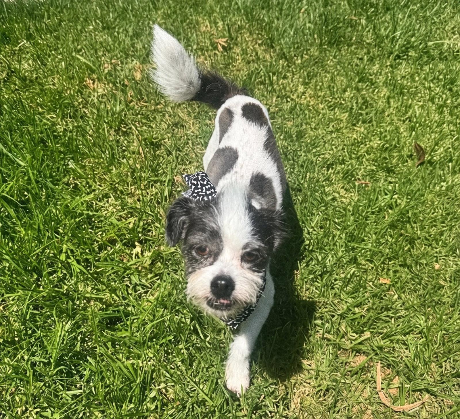 Jagger, a Adopted mixed breed in Orange, CA image 1/3