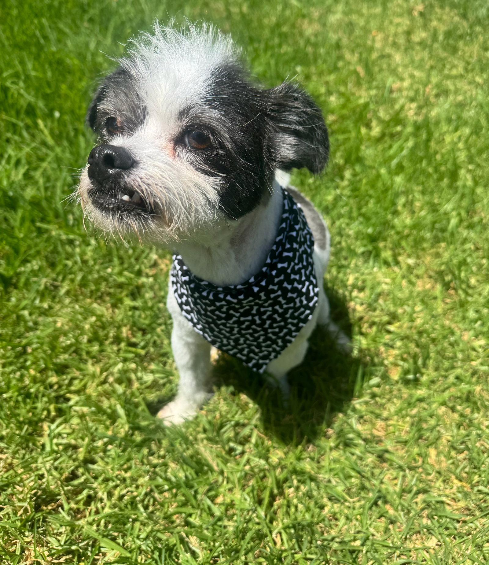 Jagger, a Adopted mixed breed in Orange, CA image 2/3