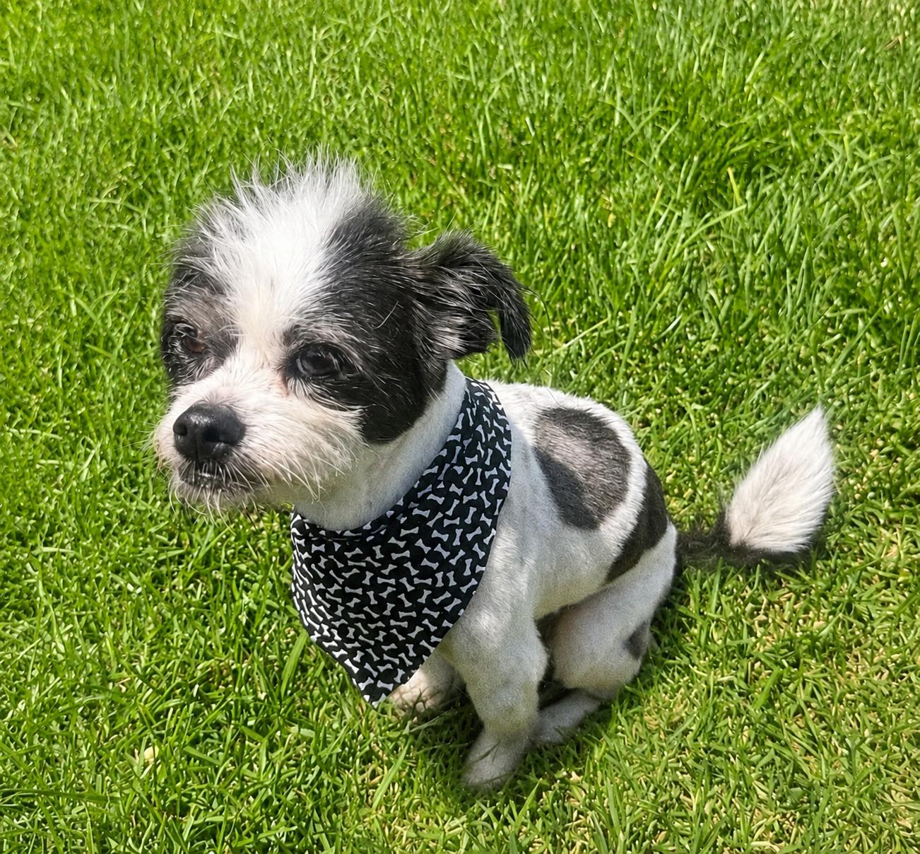 Jagger, a Adopted mixed breed in Orange, CA image 3/3