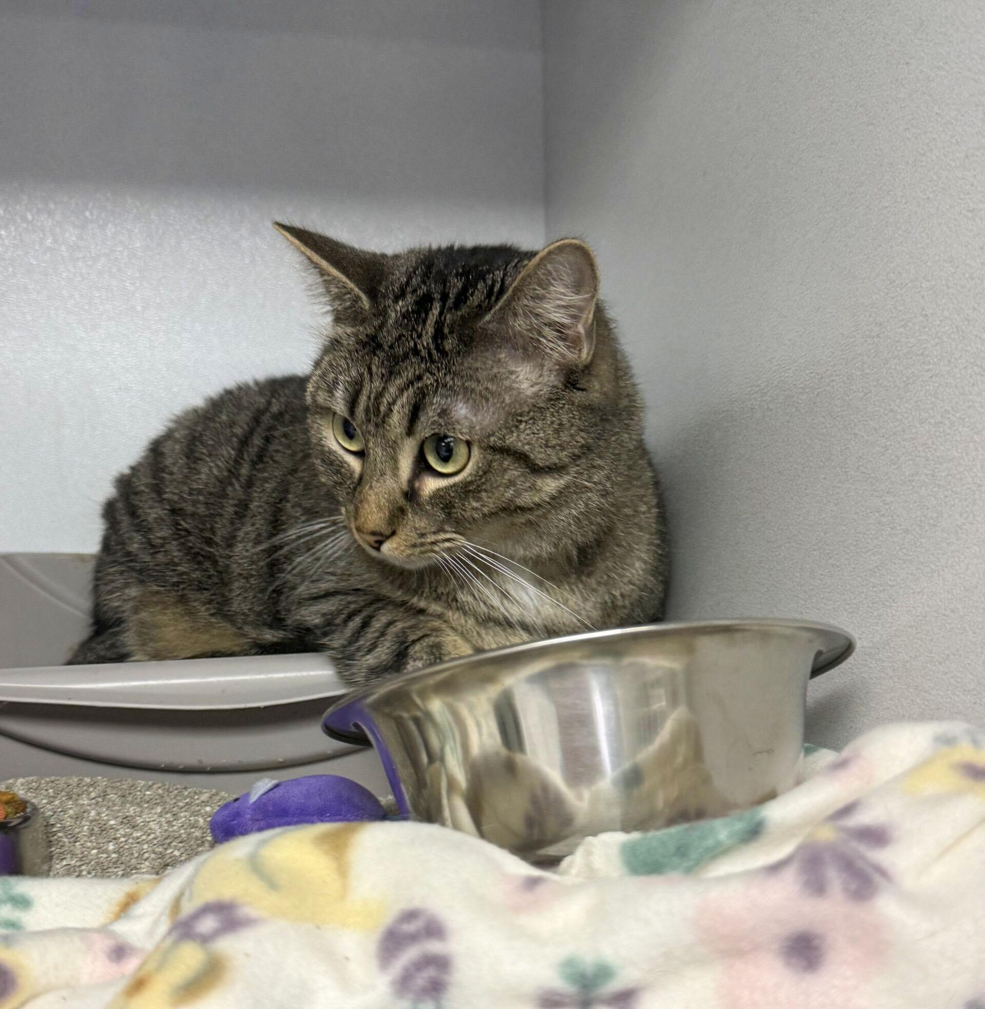 Wutang Claw — thumbnail 2