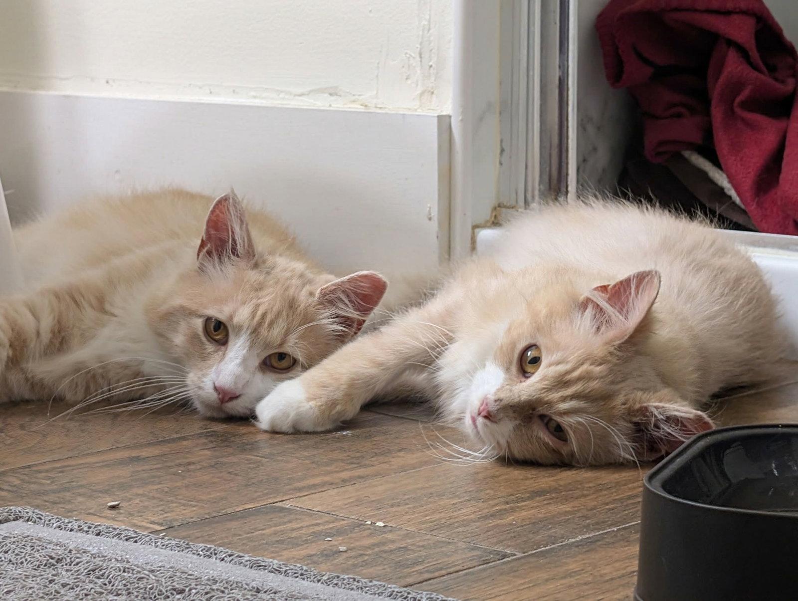 Jacques, Adoptable, Young Male Domestic Long Hair.