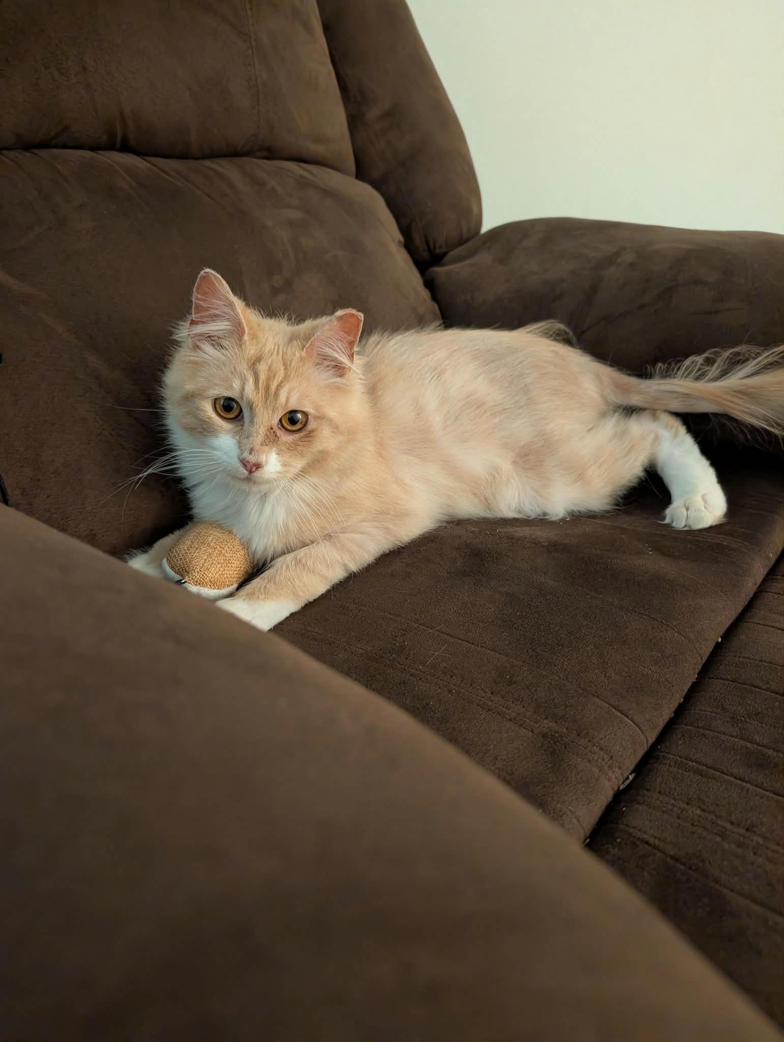 Jacques, a Adoptable Domestic Long Hair in Sicklerville , NJ image 2/3
