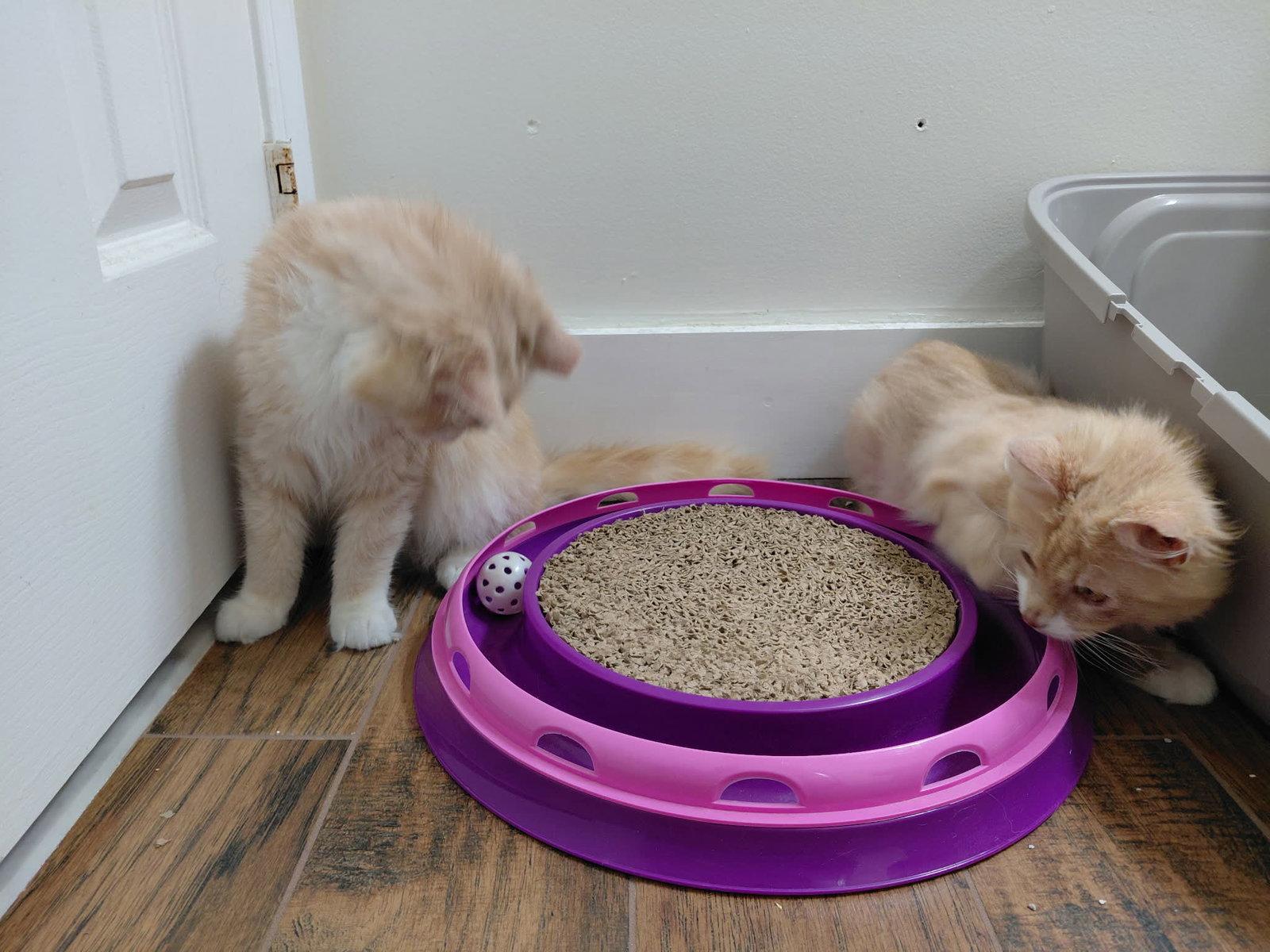 Jacques, a Adoptable Domestic Long Hair in Sicklerville , NJ image 3/3