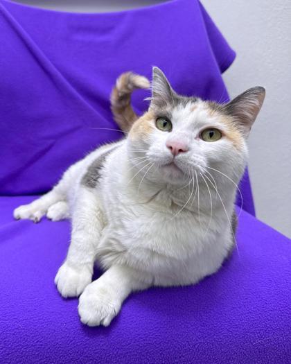 Patches, a ADOPTABLE Domestic Short Hair in Missoula, MT image 1/2