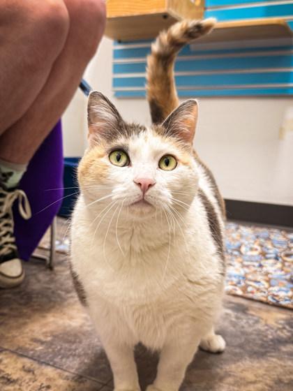 Patches, a ADOPTABLE Domestic Short Hair in Missoula, MT image 2/2
