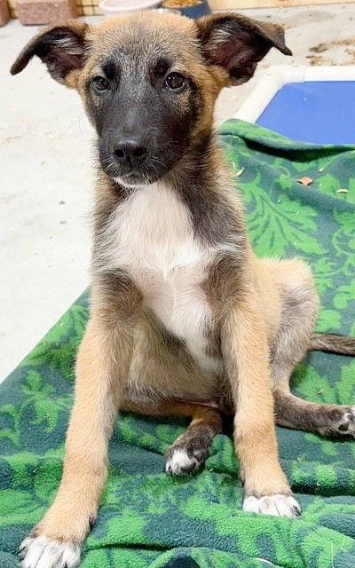 **OPIE**, Adoptable, Puppy Male Shepherd.