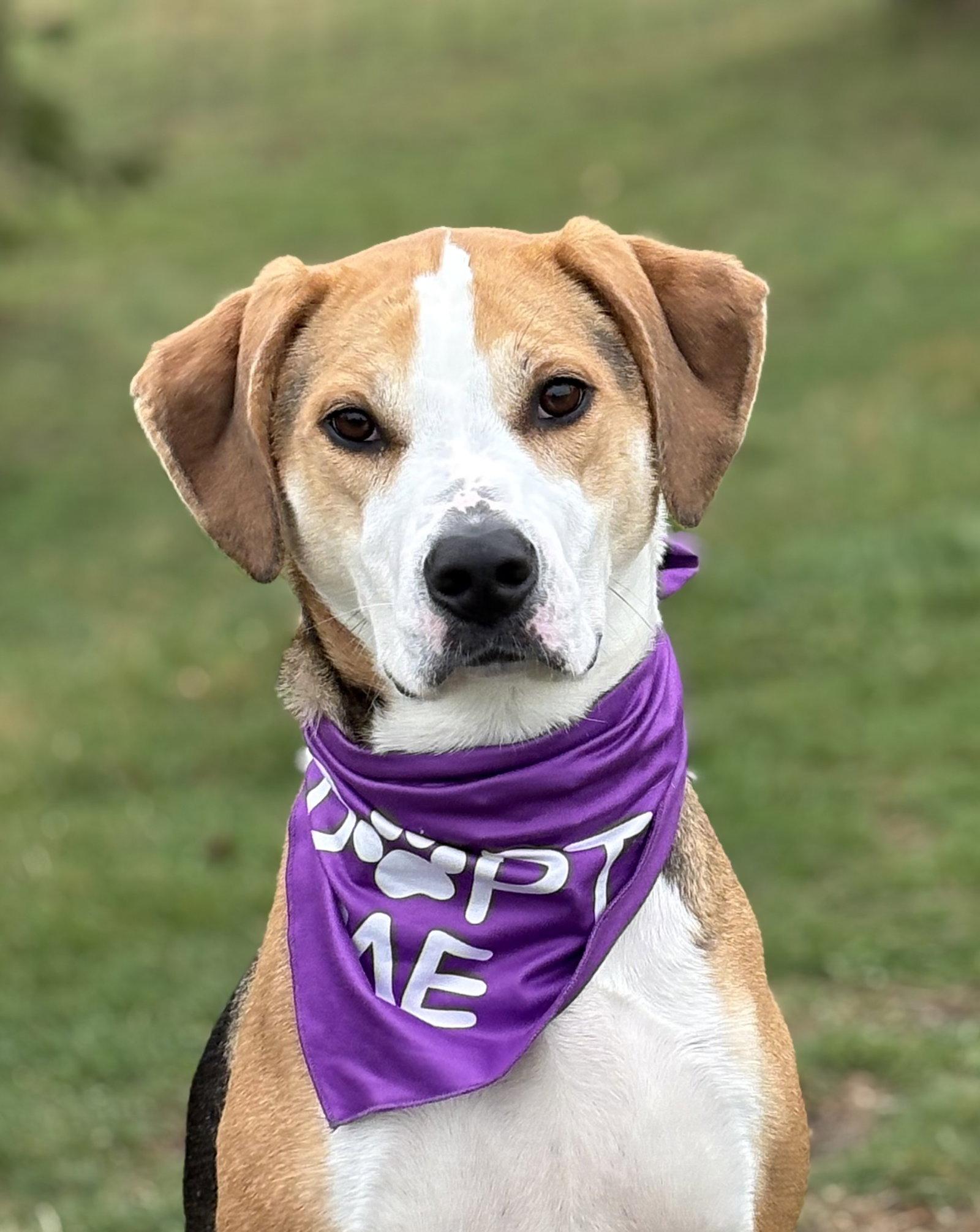 Enlarge Hazel, a Adoptable Coonhound in Spring Lake, NJ image 2/3