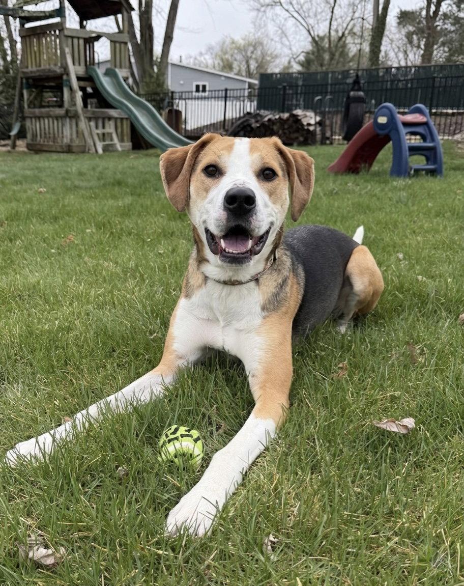 Enlarge Hazel, a Adoptable Coonhound in Spring Lake, NJ image 3/3