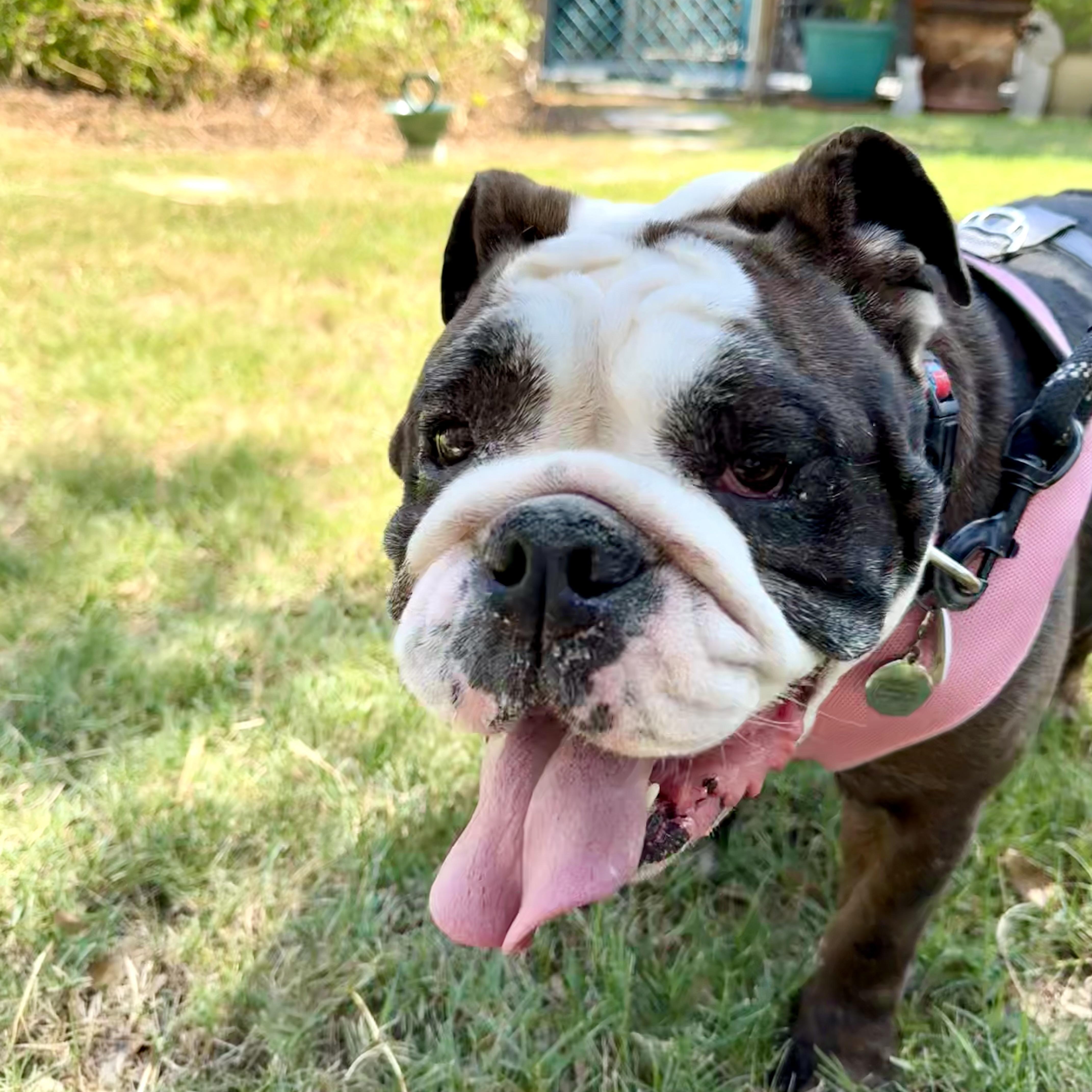 Enlarge Wanna hippopotamus for Christmas?, a Adoptable English Bulldog in Lockhart, TX image 2/6