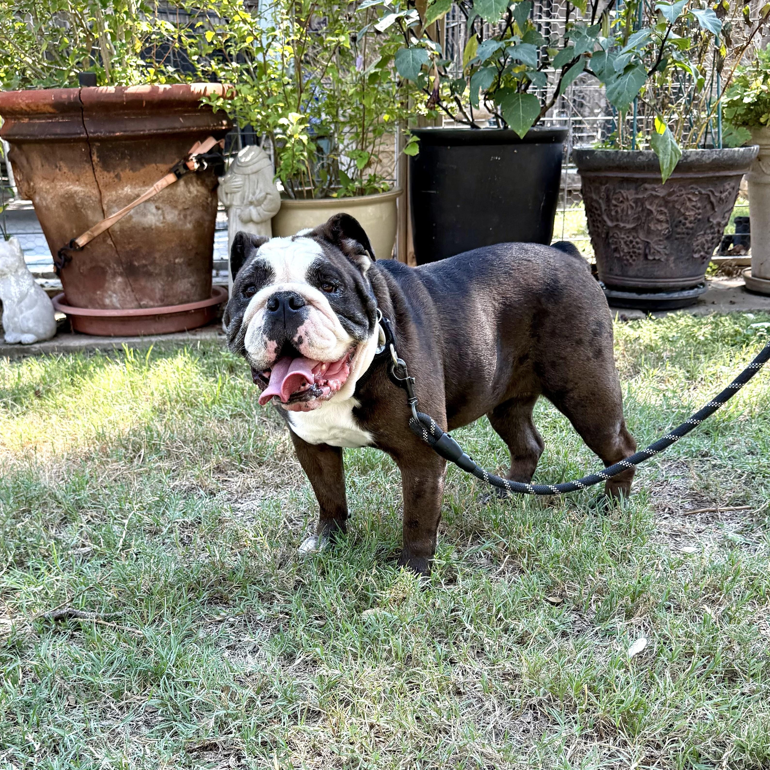 Enlarge Wanna hippopotamus for Christmas?, a Adoptable English Bulldog in Lockhart, TX image 5/6