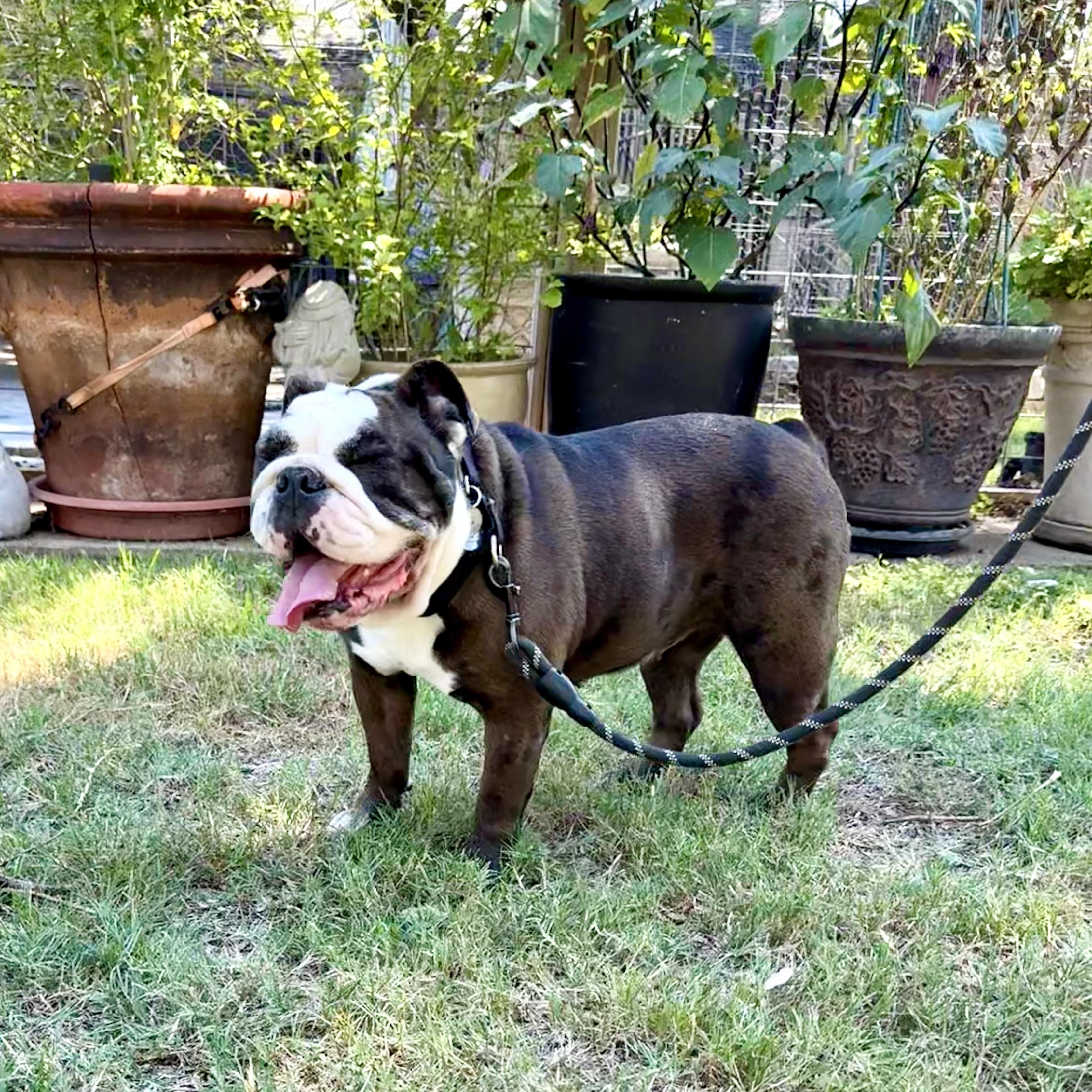 Wanna hippopotamus for Christmas?, Adoptable, Adult Female English Bulldog.