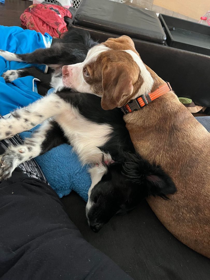 Gabriel, Adopted, Young Male American Staffordshire Terrier.